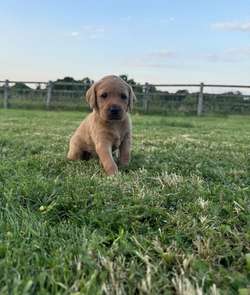 2 KC reg fox red Labrador for sale - Working parents for sale in Buckinghamshire | Image 3