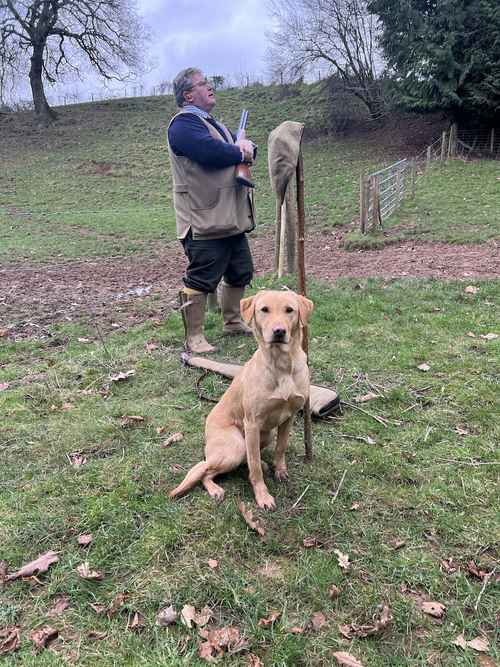 1 black male KC registered health tested Labrador puppy for sale in Worcestershire