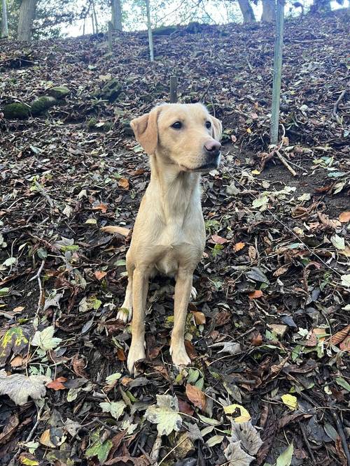 1 black male KC registered health tested Labrador puppy for sale in Worcestershire - Image 2