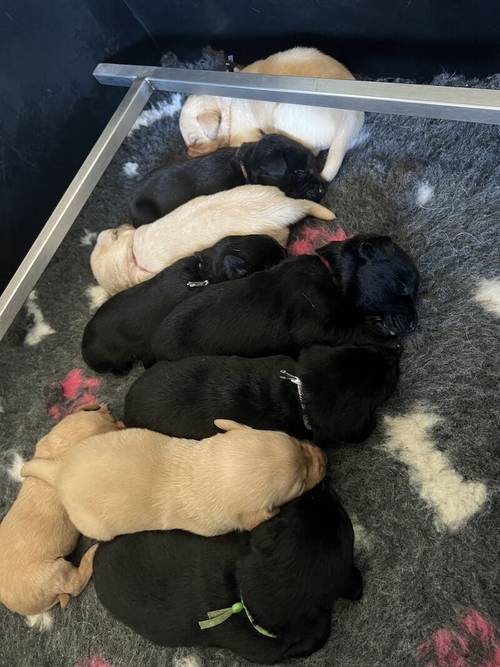 2 KC registered health tested Labrador puppy's for sale in Worcestershire - Image 3