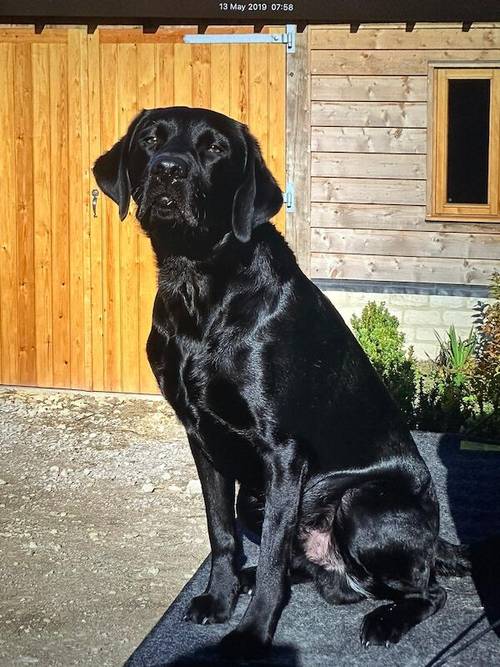 1 black male KC registered health tested Labrador puppy for sale in Worcestershire - Image 4