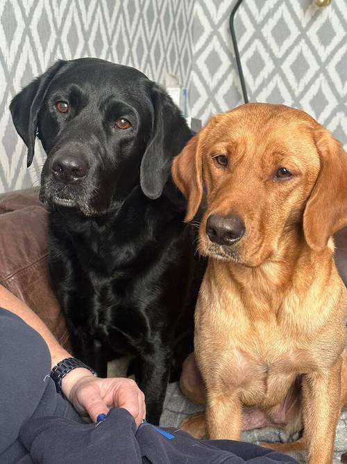 1 black male KC registered health tested Labrador puppy for sale in Worcestershire - Image 5