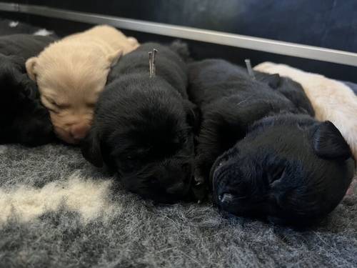 1 black male KC registered health tested Labrador puppy for sale in Worcestershire - Image 6