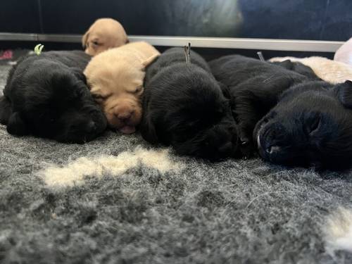 1 black male KC registered health tested Labrador puppy for sale in Worcestershire - Image 7