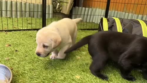 2 LEFT KC, DNA, Fully Tested, Stunning Labrador Puppies for sale in Thorrington, Essex