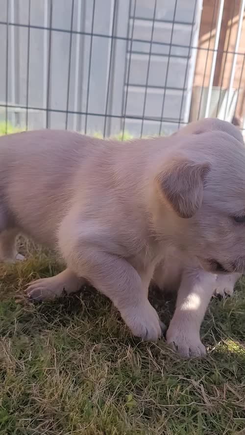 2 male Yellow labs for sale in Charlestown of Aberlour, Moray