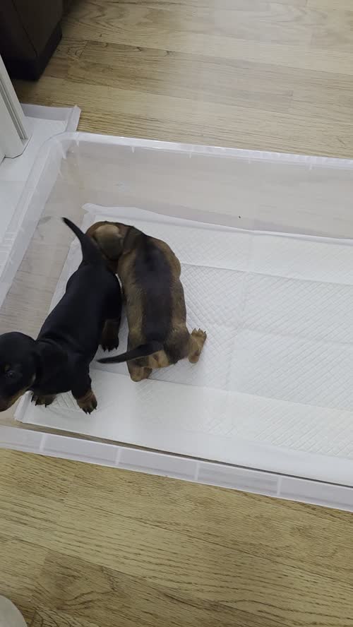 2 Mini short coat Dachounds pups. for sale in Belfast, County Antrim