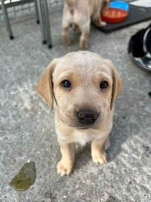 Last bitch pup in litter for sale in Watchet, Somerset