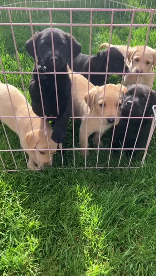 2 remaining pups for sale in Watchet, Somerset