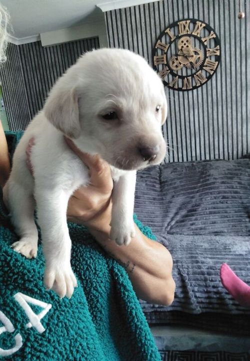 2 white labrador puppies for sale in Wakefield, West Yorkshire
