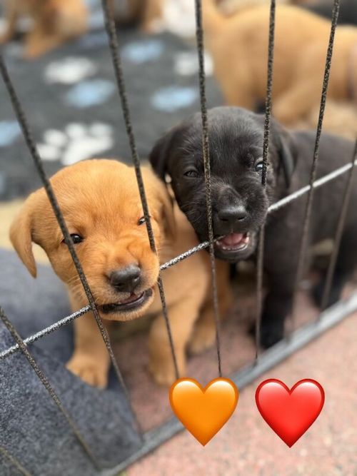 2 x Labrador retriever females for sale in Bristol, Bristol