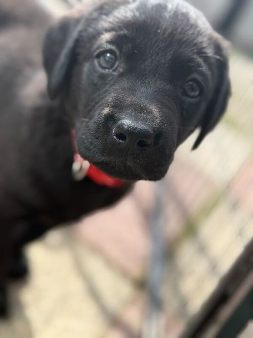 2 x Labrador retriever females for sale in Bristol, Bristol