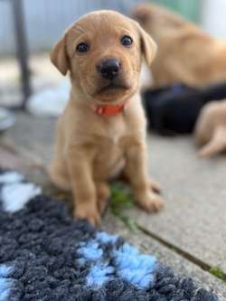 2 x Labrador retriever females for sale in Bristol, Bristol | Image 3