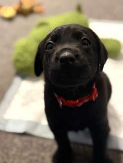 2 x Labrador retriever females for sale in Bristol, Bristol | Image 4