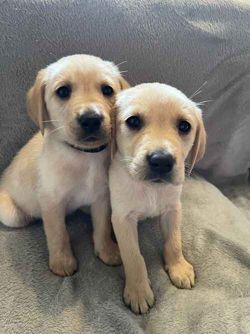 2 x Stunning KC PUPPIES left looking for homes for sale in Kidderminster, Worcestershire