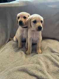 2 x Stunning KC PUPPIES left looking for homes for sale in Kidderminster, Worcestershire