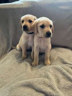 2 x Stunning KC PUPPIES left looking for homes for sale in Kidderminster, Worcestershire | Image 2