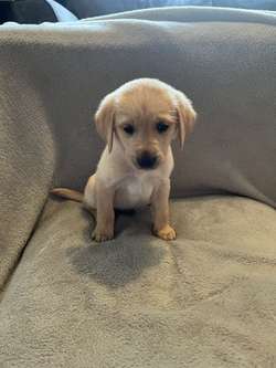 2 x Stunning KC PUPPIES left looking for homes for sale in Kidderminster, Worcestershire | Image 4