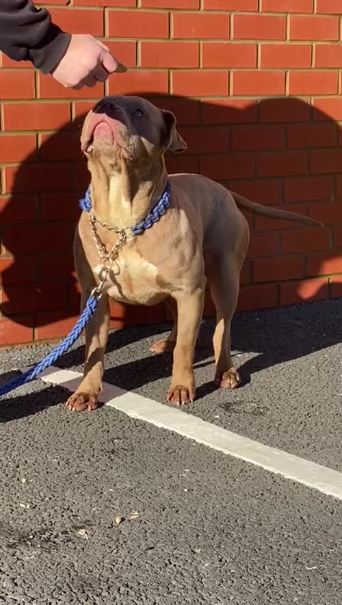 2 year old American Bully is looking for a new home for sale in Preston, Lancashire