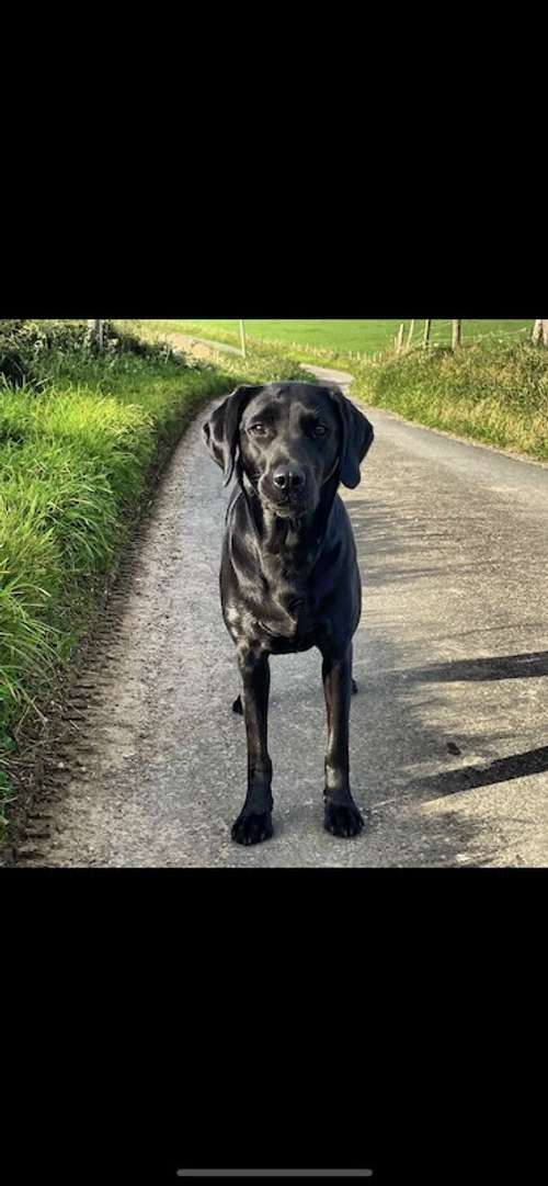 2 Year Old Black Bitch for sale in Bisley, Gloucestershire