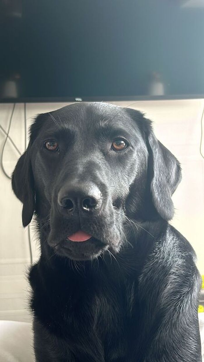 Labrador Retriever for adoption in Birmingham, West Midlands – KC registered, 2 years old