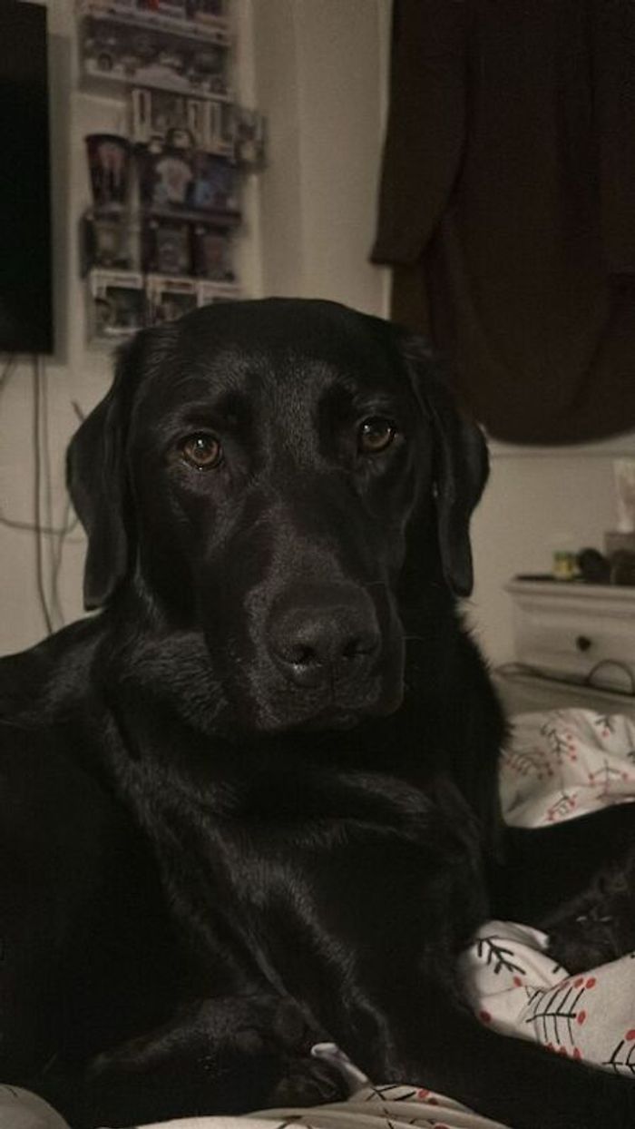 Labrador Retriever for adoption in Birmingham, West Midlands – KC registered, 2 years old - Image 2 of 3