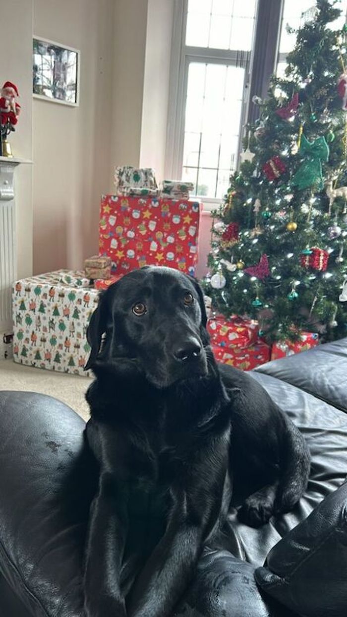 Labrador Retriever for adoption in Birmingham, West Midlands – KC registered, 2 years old - Image 3 of 3