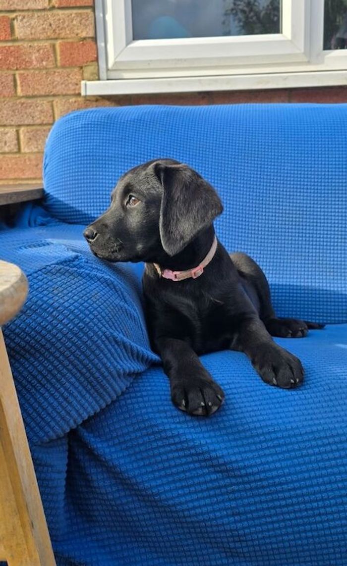 Labrador Retriever puppies for sale in Bedfordshire – 3 months old - Image 3 of 6