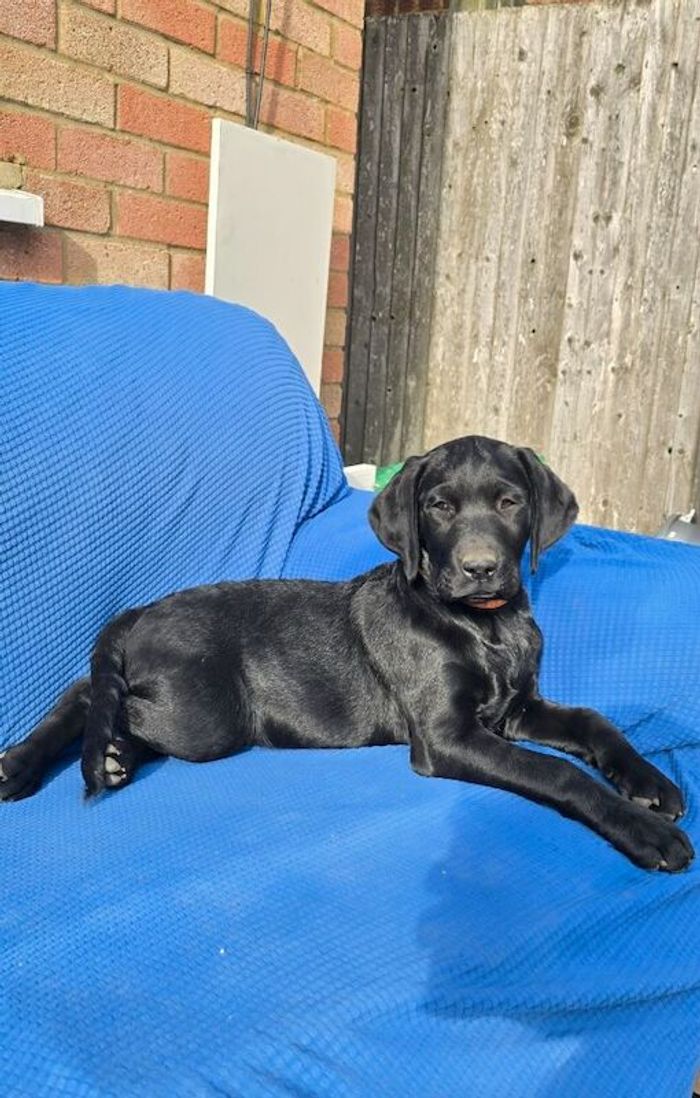 Labrador Retriever puppies for sale in Bedfordshire – 3 months old - Image 4 of 6