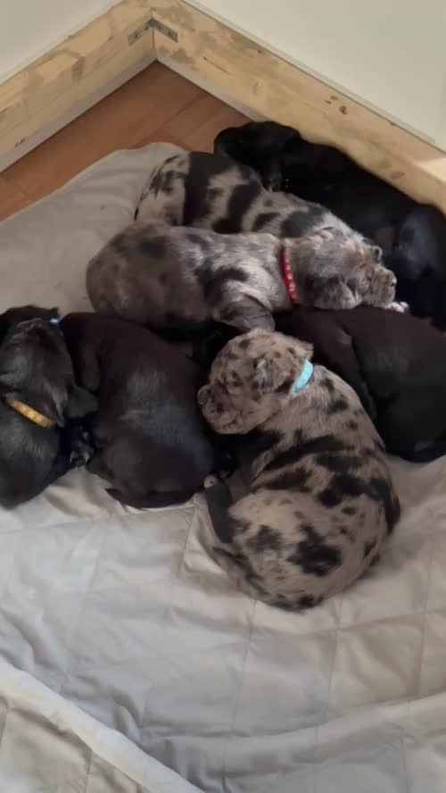 3/4 Labrador x 1/4 Boarder Collie Puppies for sale in Telford, Shropshire