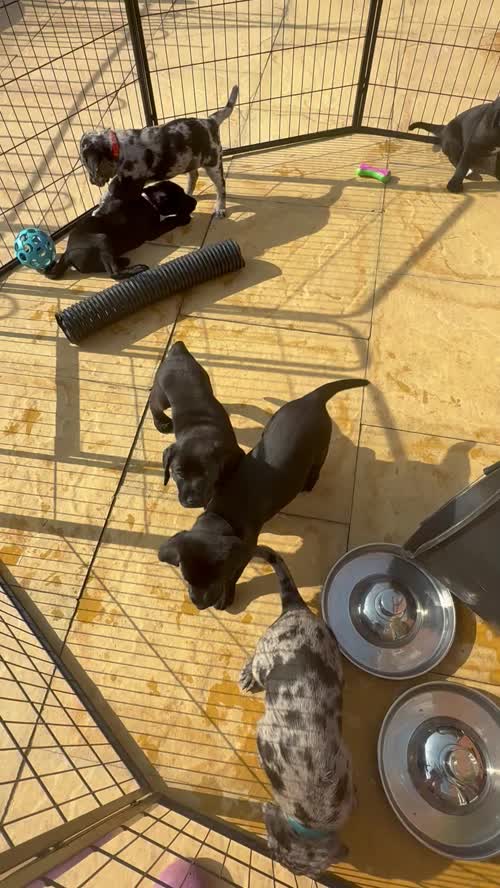 3/4 Labrador x 1/4 collie cross Puppies for sale in Telford, Shropshire