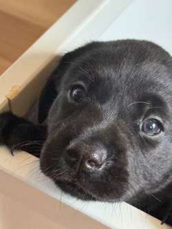 3/4 Labrador x 1/4 collie cross Puppies for sale in Telford, Shropshire | Image 1