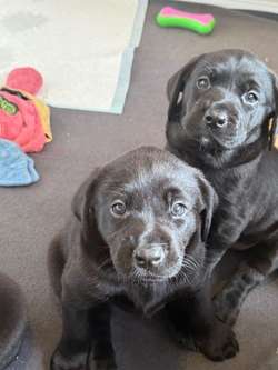 3/4 Labrador x 1/4 collie cross Puppies for sale in Telford, Shropshire | Image 2