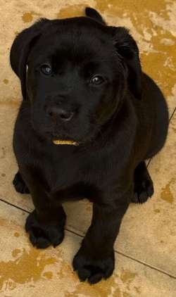 3/4 Labrador x 1/4 collie cross Puppies for sale in Telford, Shropshire | Image 3