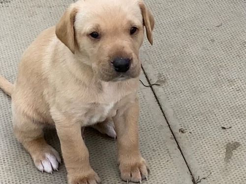 3/4 Labrador x 1/4 GW Pointer Puppies for sale in Lancaster, Lancashire