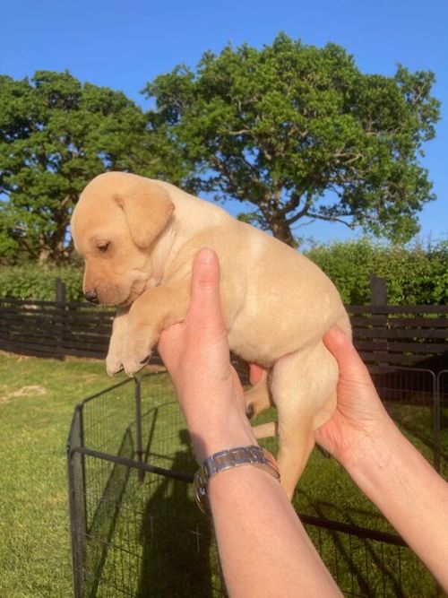 3/4 Labrador x 1/4 GW Pointer Puppies for sale in Lancaster, Lancashire