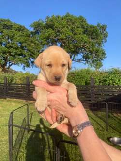 3/4 Labrador x 1/4 GW Pointer Puppies for sale in Lancaster, Lancashire | Image 2
