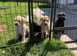 3/4 Labrador x 1/4 GW Pointer Puppies for sale in Lancaster, Lancashire | Image 3
