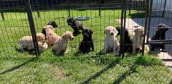 3/4 Labrador x 1/4 GW Pointer Puppies for sale in Lancaster, Lancashire | Image 4