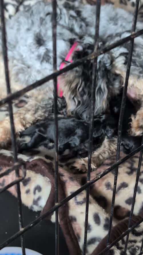 3 adorable f2b cockapoo pups for sale in Eccles, Greater Manchester