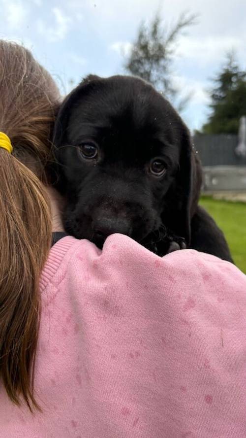 1 full vaccinated chunky black boy for sale in Inverurie, Aberdeenshire - Image 8