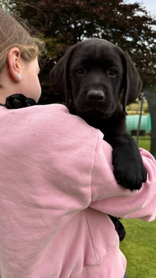 1 full vaccinated chunky black boy for sale in Inverurie, Aberdeenshire - Image 9