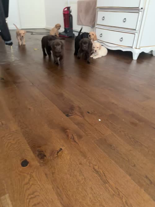 3 girls and two boys available for sale in London