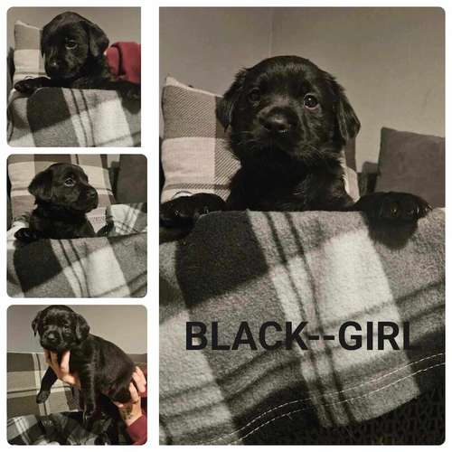 3 girls left looking for there forever home for sale in Stanley, County Durham