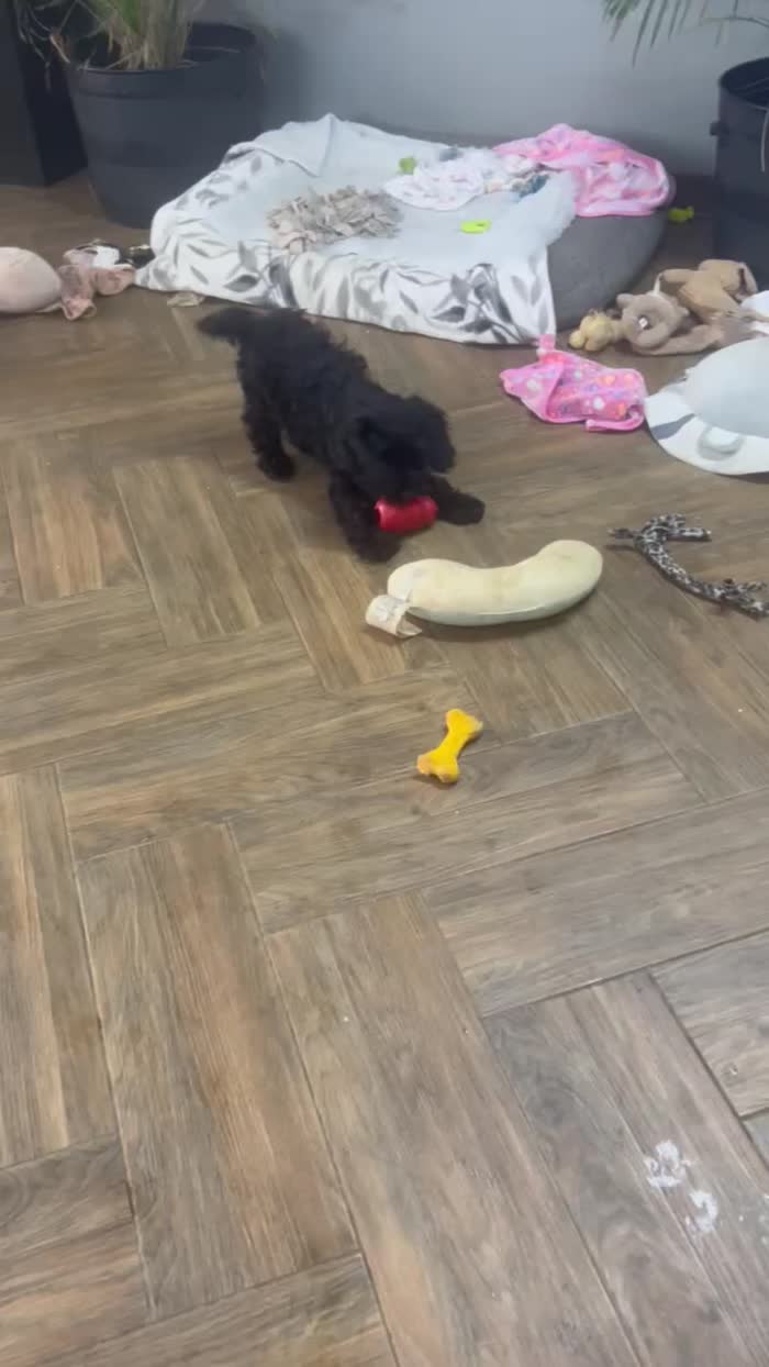 Cockapoo puppies for sale in Wisbech, Cambridgeshire – 4 months old