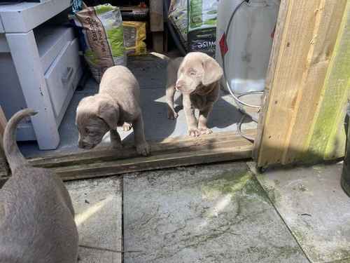 3 Gorgeous Silver Labrador boys and girls in Wolverhampton for sale in Wolverhampton, West Midlands