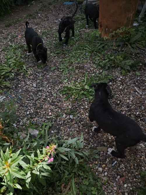 3 lab boys for sale in Bradford, West Yorkshire