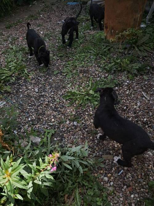 3 lab boys for sale in Bradford, West Yorkshire - Image 1