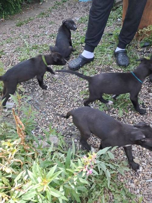 3 lab boys for sale in Bradford, West Yorkshire - Image 5