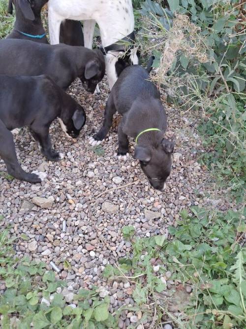 3 lab boys for sale in Bradford, West Yorkshire - Image 6